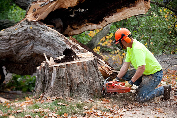 Why Choose Our Tree Removal Services in Nikiski, AK?